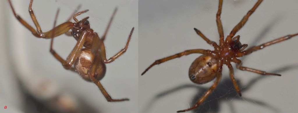 Steatoda nobilis; Steatoda grossa - Grosseto (GR)